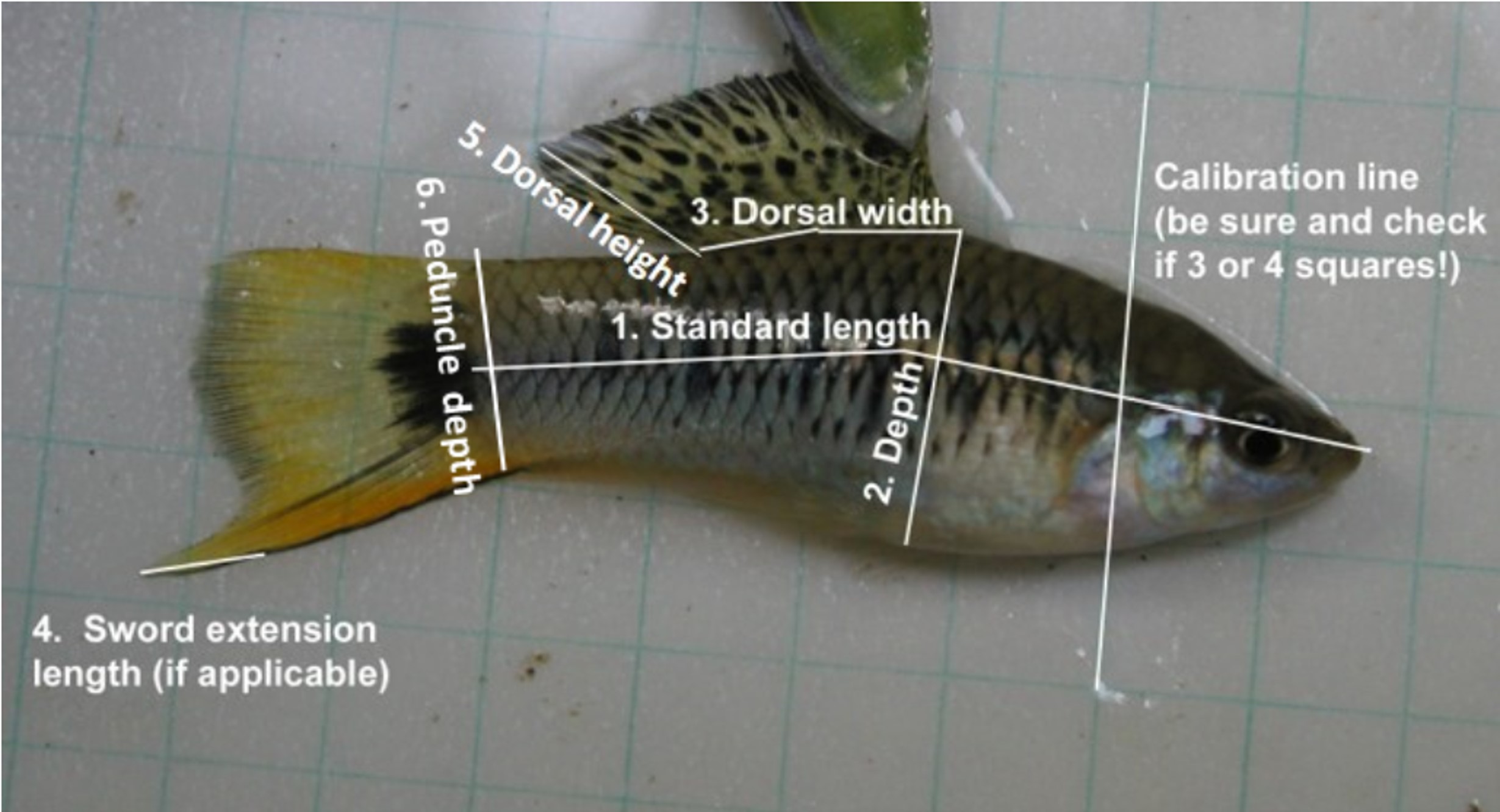 Xiphophorus morphometric measurements